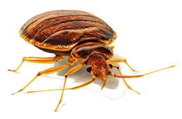 bed bug steam treatment in La Vergne, Tennessee
